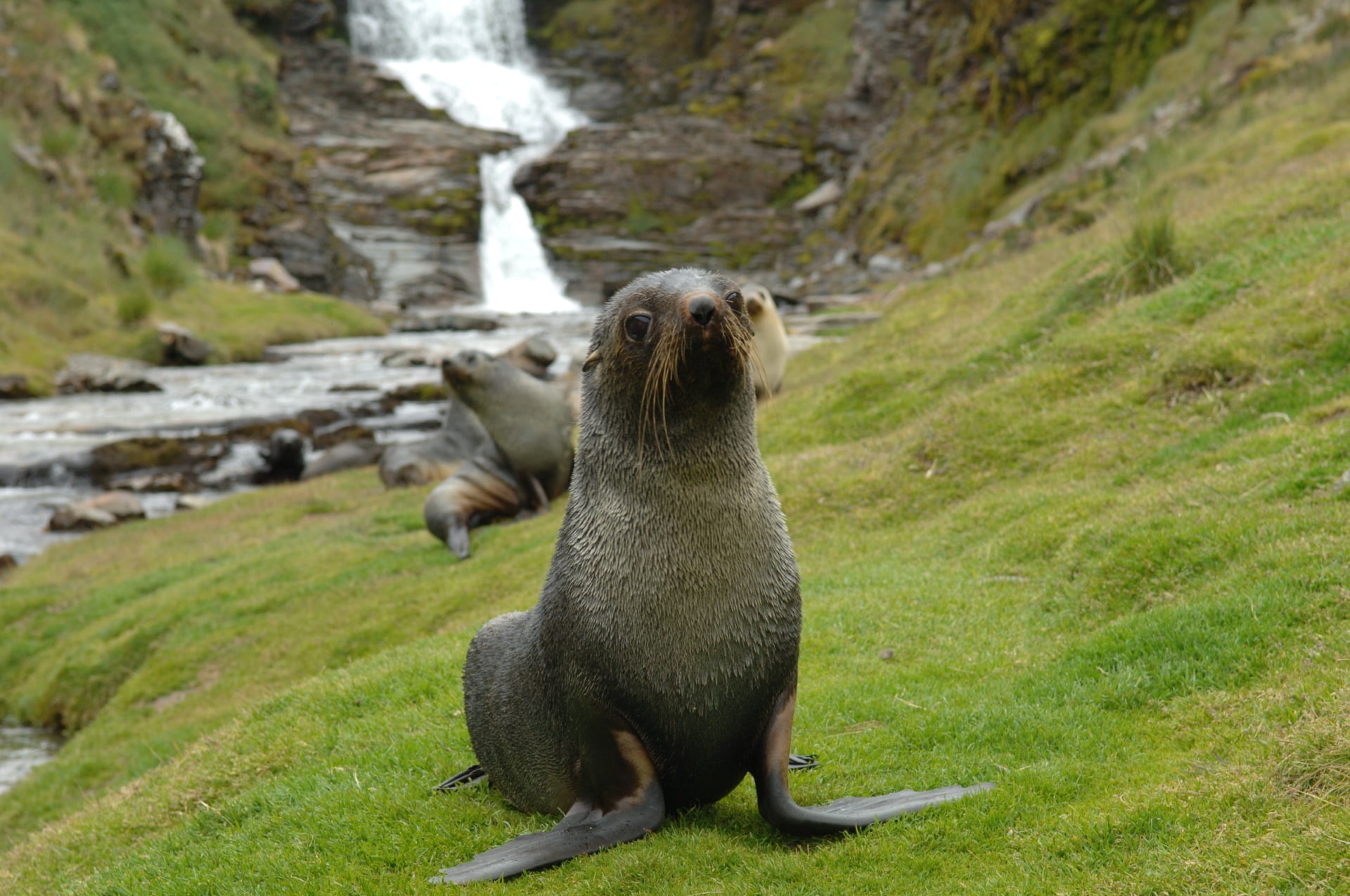 Antarctic Fur Seal