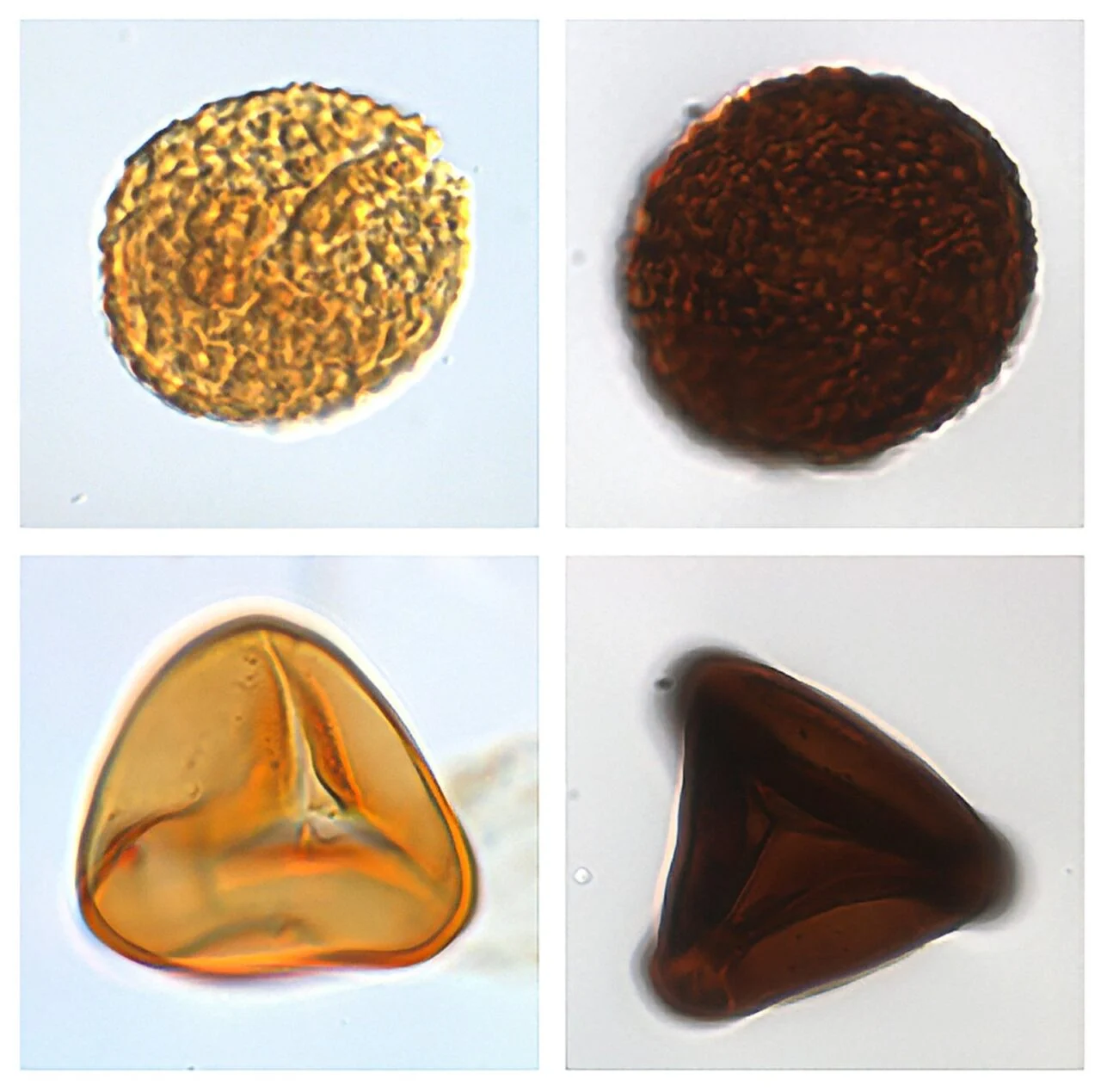 Fossil Spores Before After End Triassic Mass Extinction