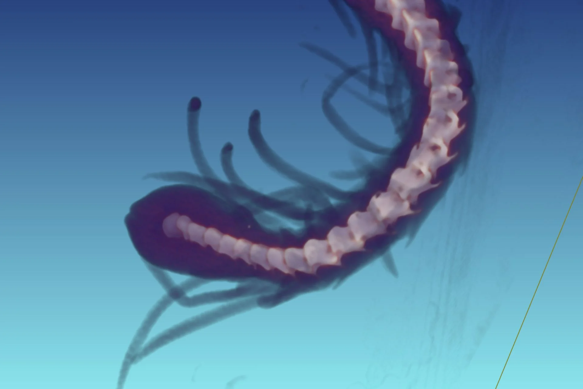 Xct Of Pseudocerastes Urarachnoides 2