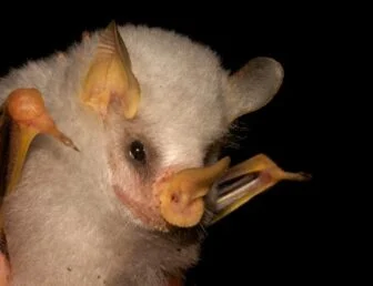 Ectophylla Alba