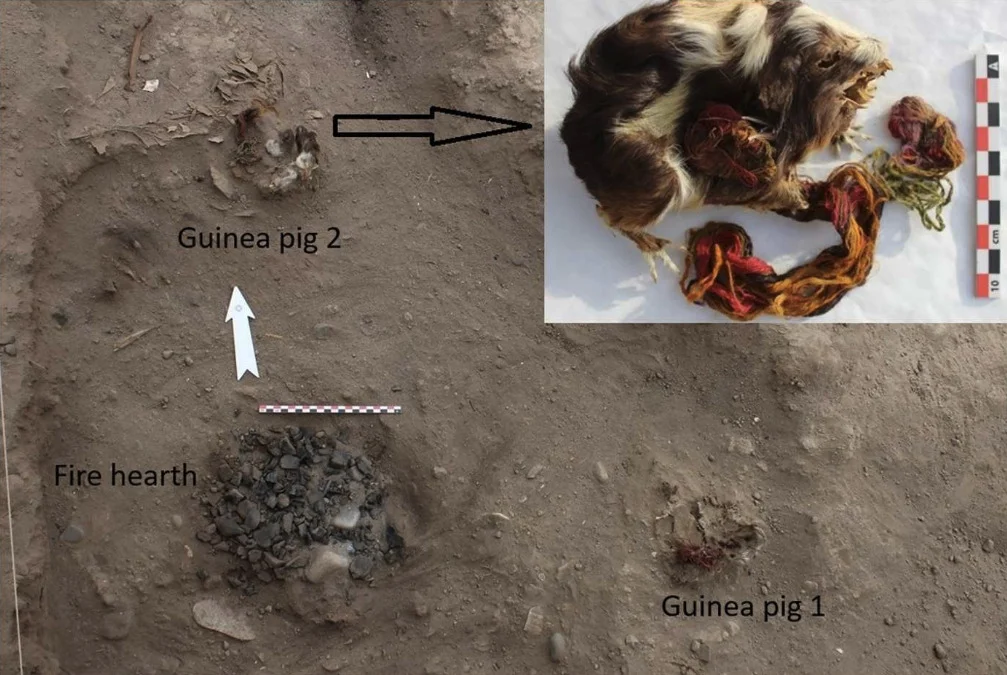 Guinea Pig Sacrifices Hearth