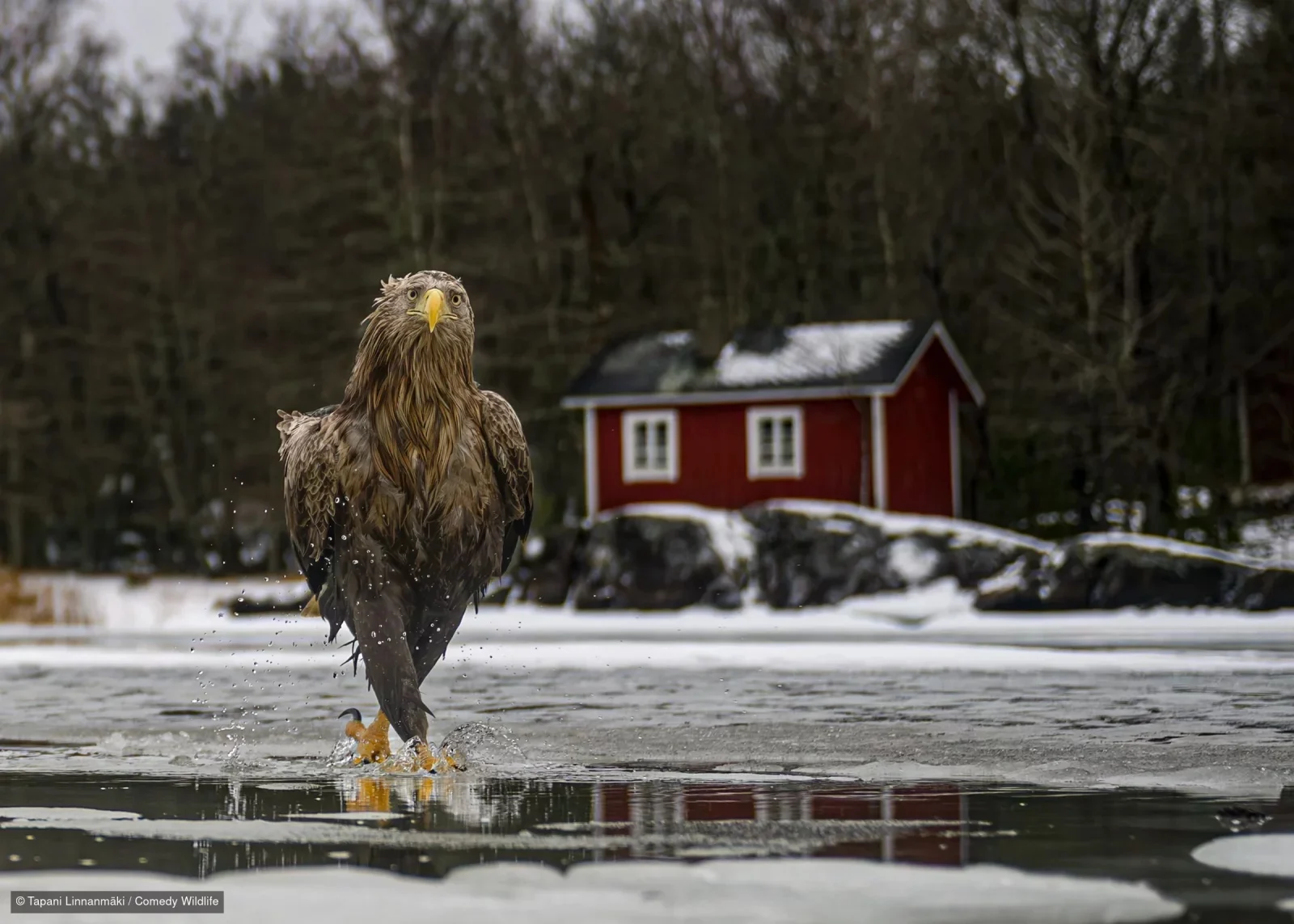 Feather Coats