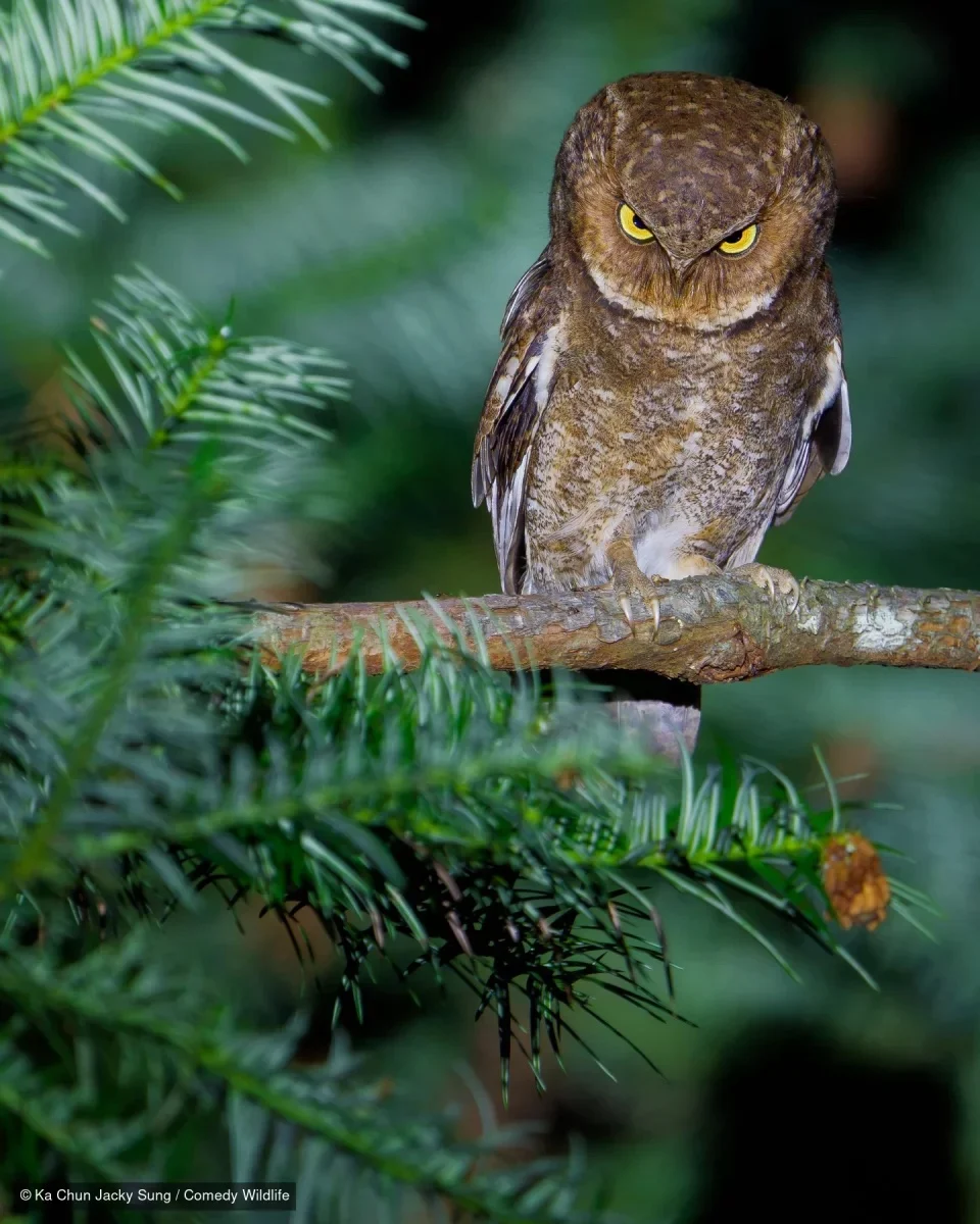 Resting Owl Face