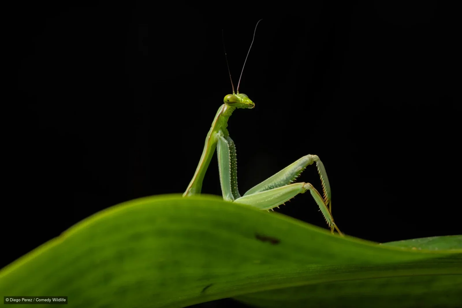 Sexy Mantis
