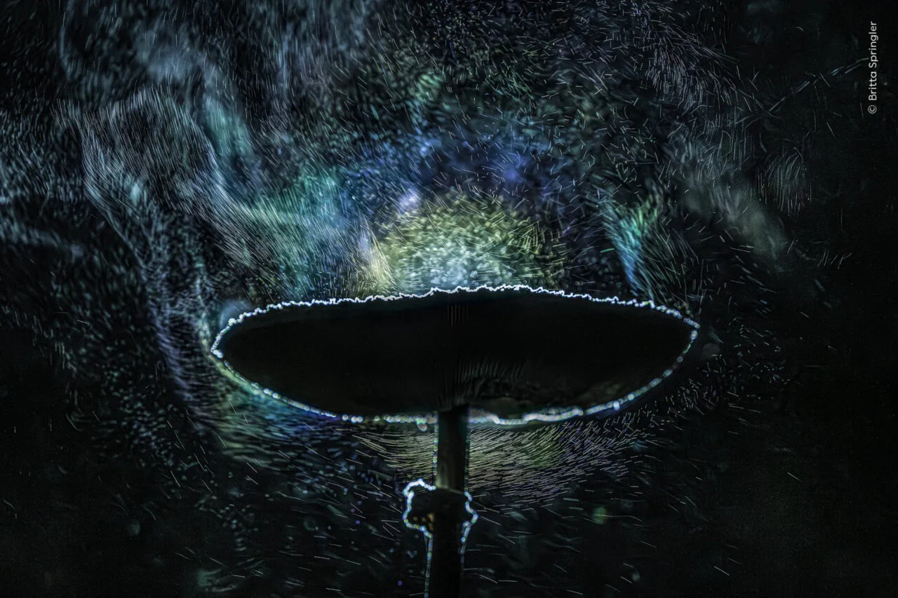 Nhm Wildlife Photographer Fungi Fireworks