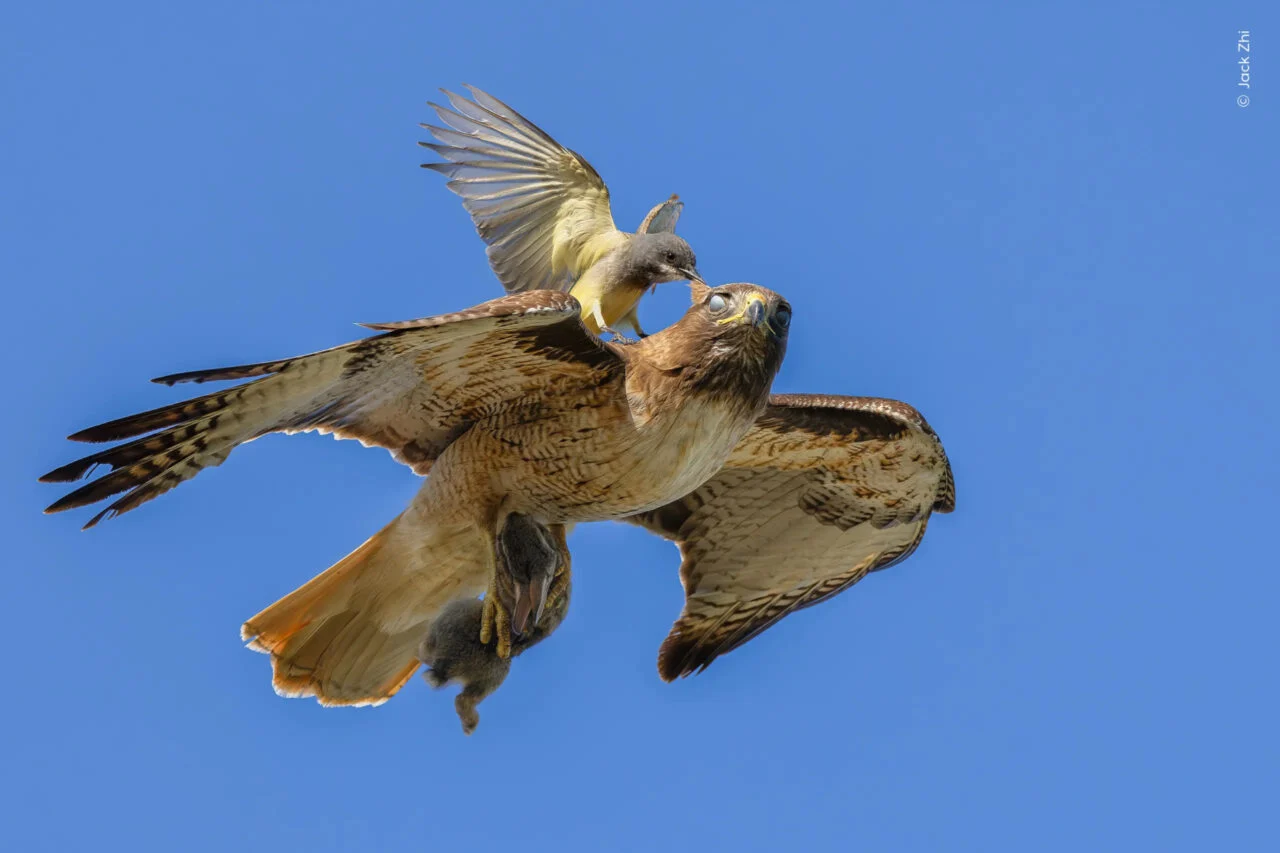 Nhm Wildlife Photographer Mob Rule