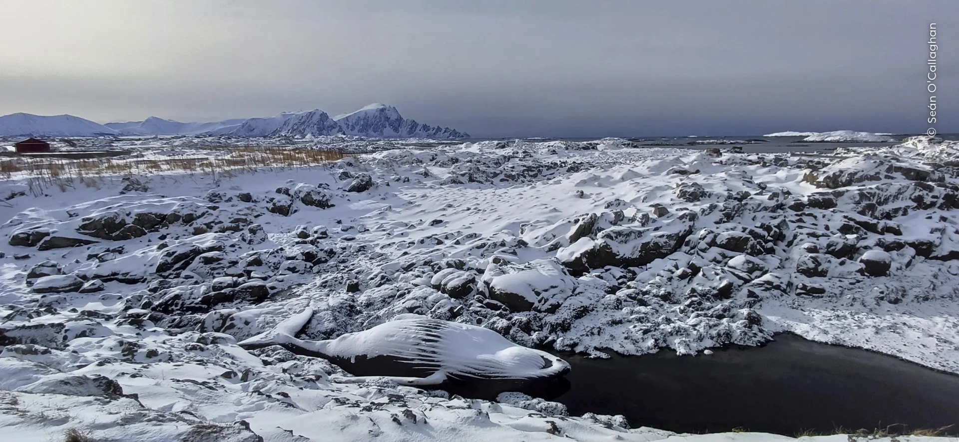 Nhm Wildlife Photographer Frozen In Time